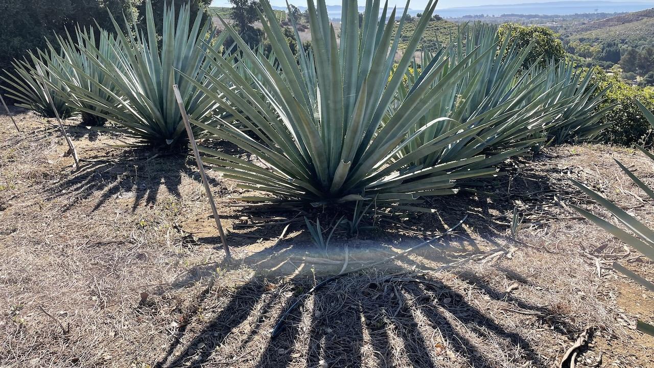 Agave growing in Santa Barbara, California.