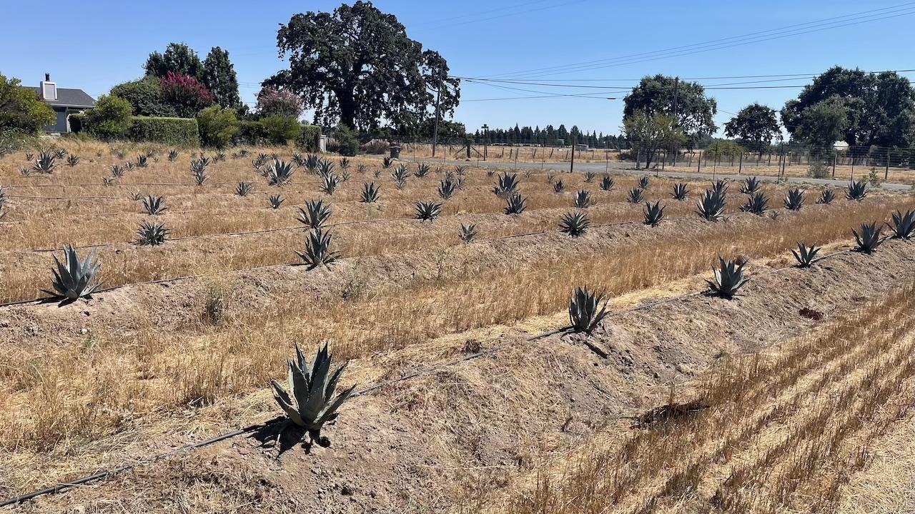 Agave field in Sonoma County, California (Photo courtesy of Craig Reynolds)