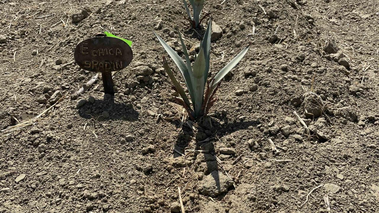 Agave Espadin growing in Fresno, California