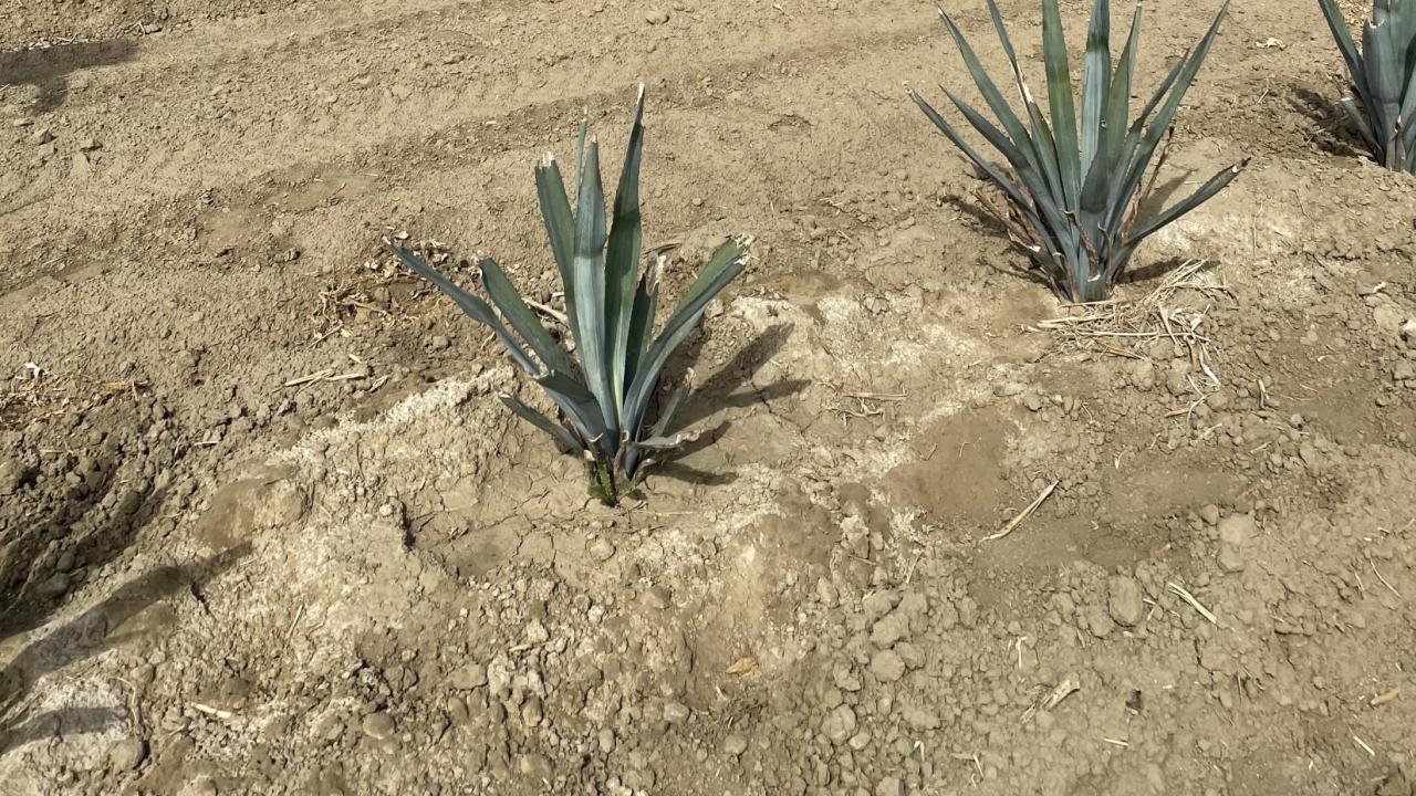 Agave Field in Fresno County, California