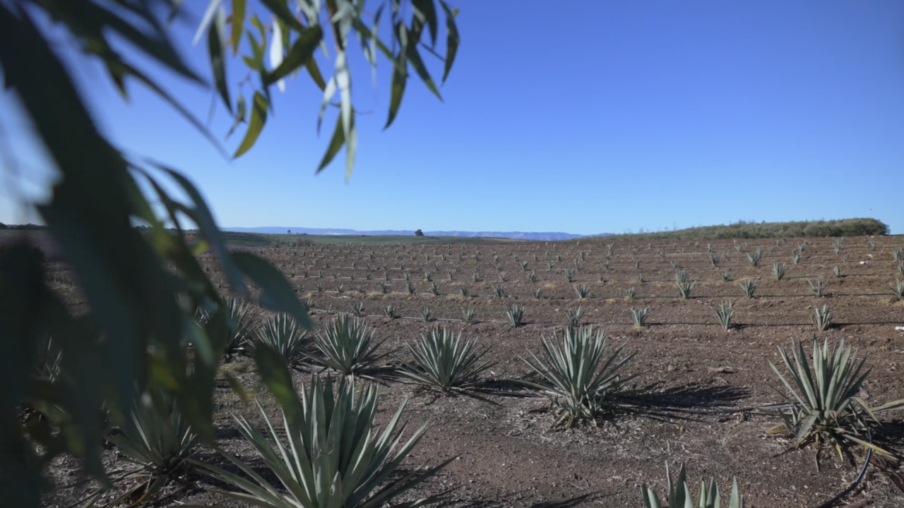 Agave