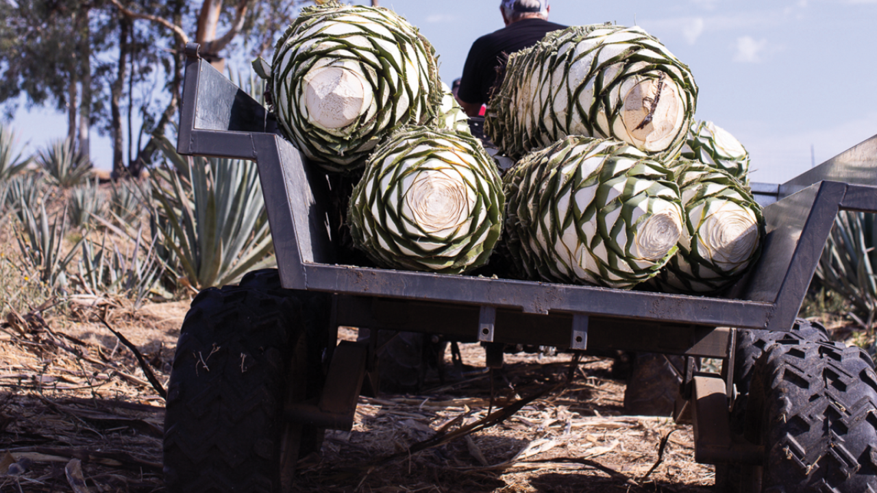 Agave hearts, leaves removed, are carted away to be pressed for agave nectar, which will be distilled to make agave spirits. (Photo by Katy Karns)
