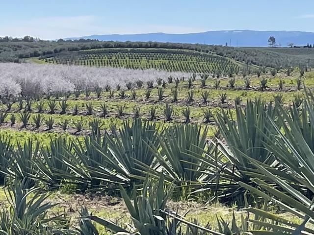 Agave growing in Yolo County CA with Almond trees in bloom in the background
