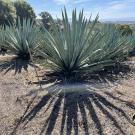 Agave growing in Santa Barbara, California.