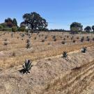 Agave field in Sonoma County, California (Photo courtesy of Craig Reynolds)