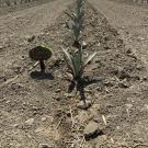 Agave Espadin growing in Fresno, California