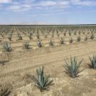 Agave Field in Fresno County, California