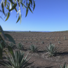 Agave