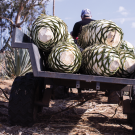 Agave hearts, leaves removed, are carted away to be pressed for agave nectar, which will be distilled to make agave spirits. (Photo by Katy Karns)