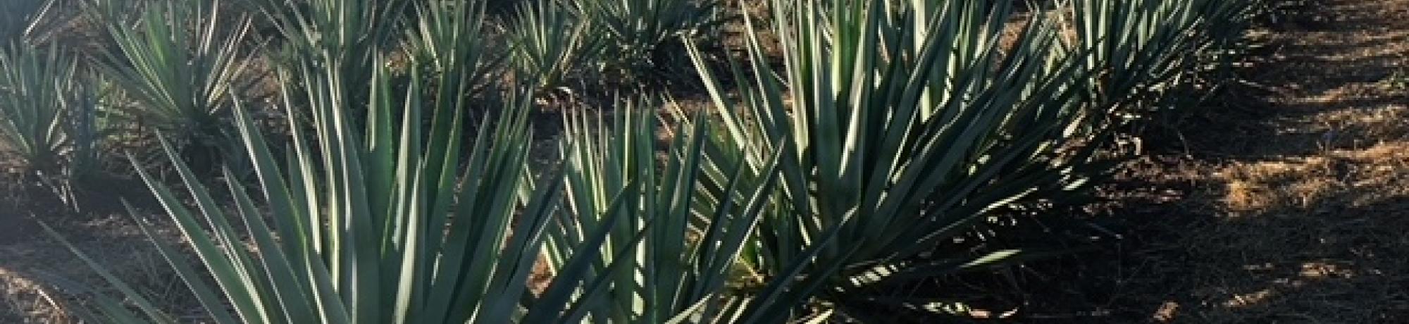 Yolo County Agave